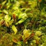 Photograph of Venus flytrap plants by Elizaveta Mitenkova