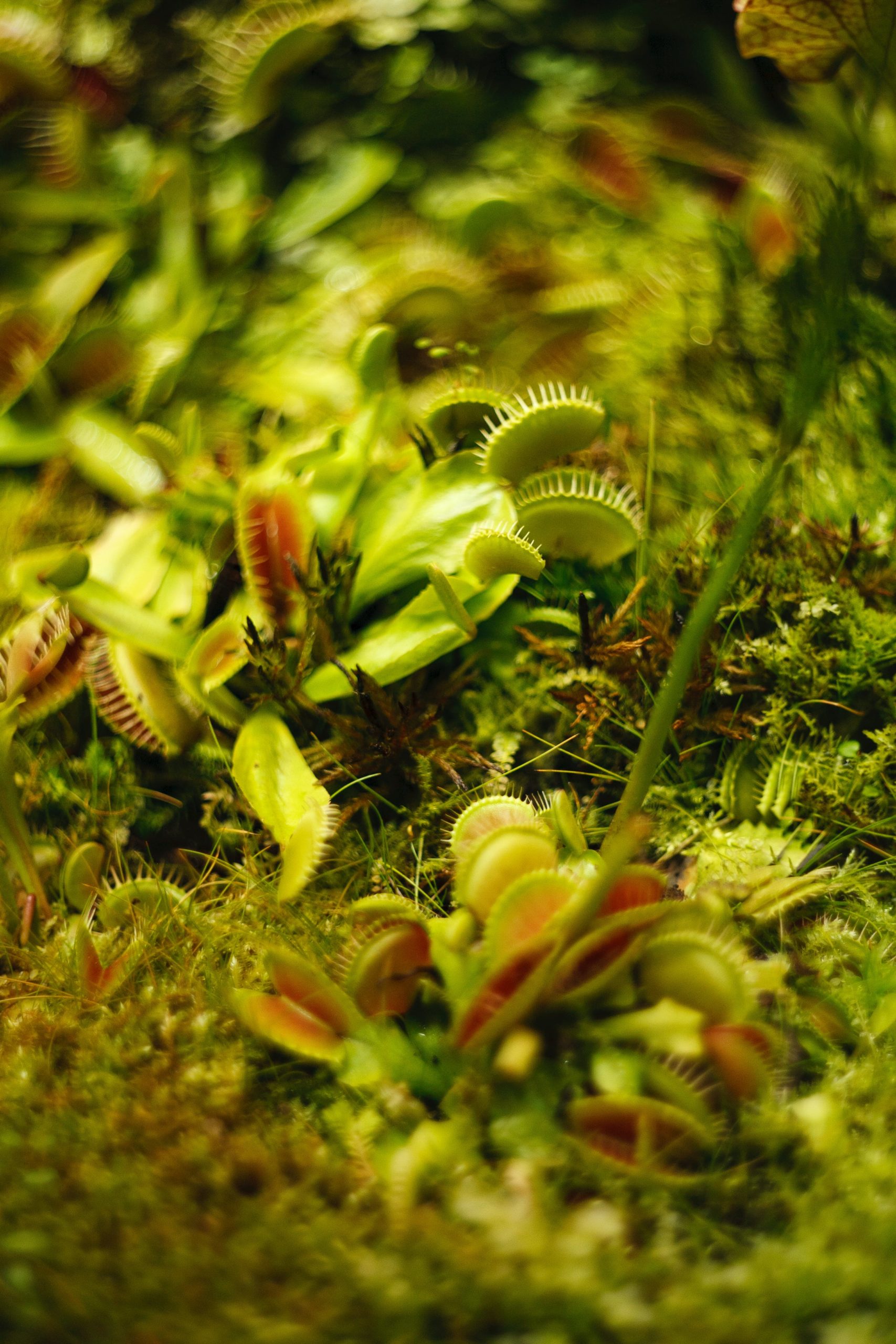 Photograph of Venus flytrap plants by Elizaveta Mitenkova