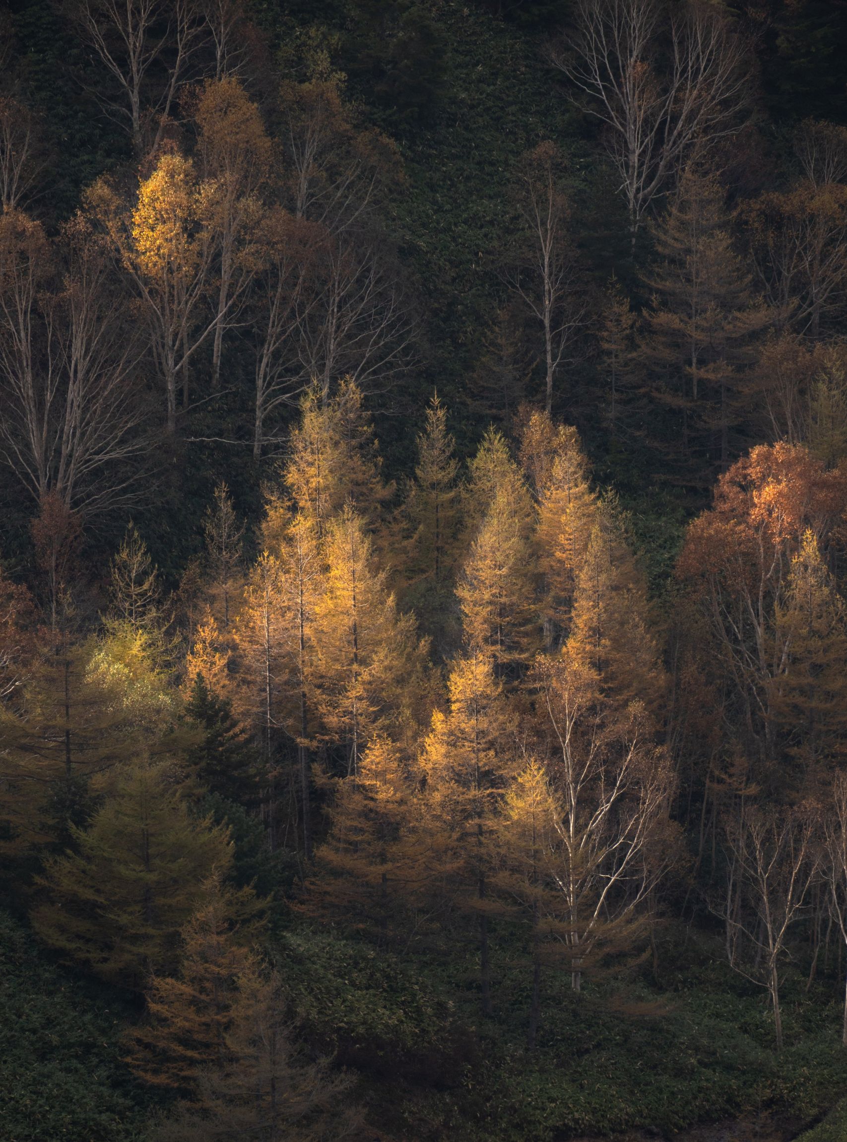 Image of trees in a sunset by Pixabay photographer yoshitaka2